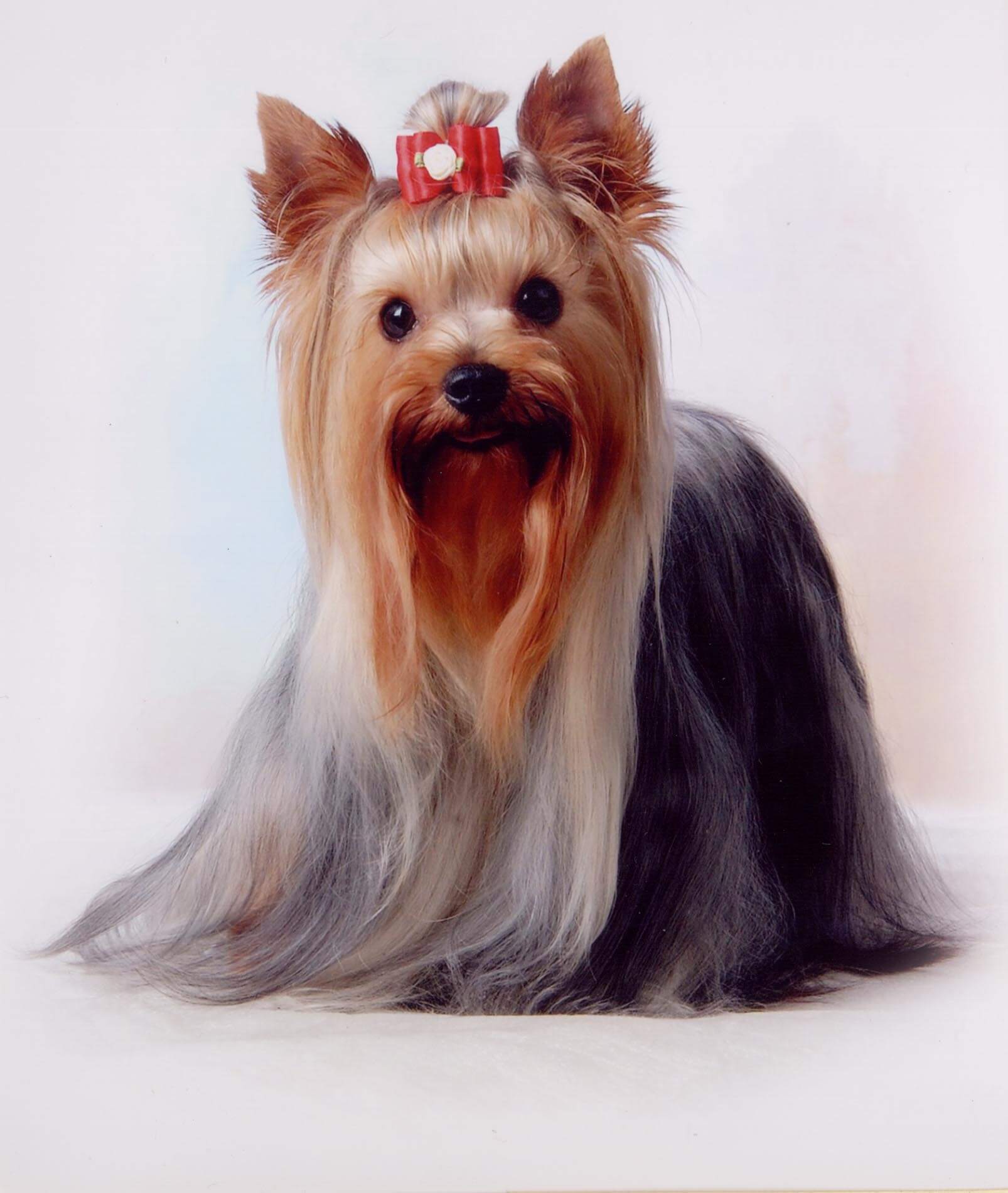 Yorkshire Terrier – Γιορκσάιρ Τεριέ