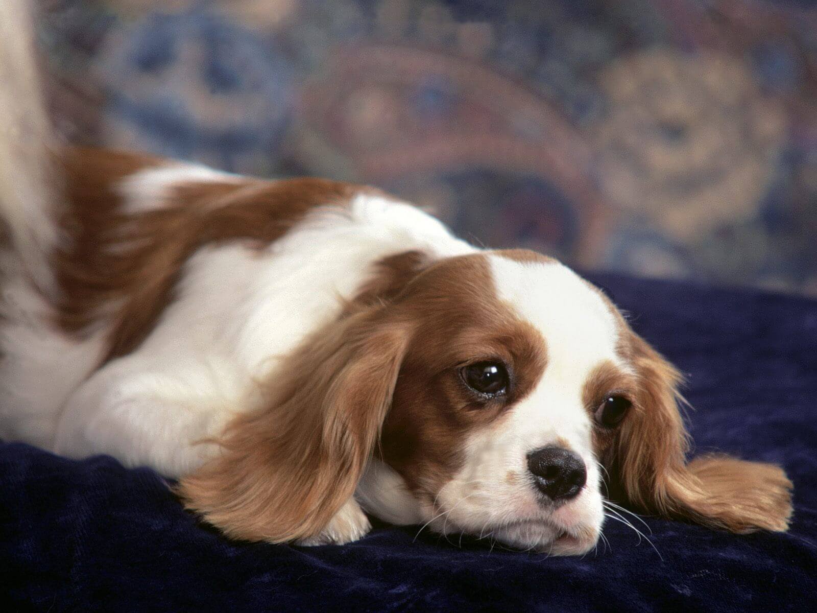 Cavalier King Charles Spaniel – Κάβαλιερ Κινγκ Τσαρλς Σπάνιελ