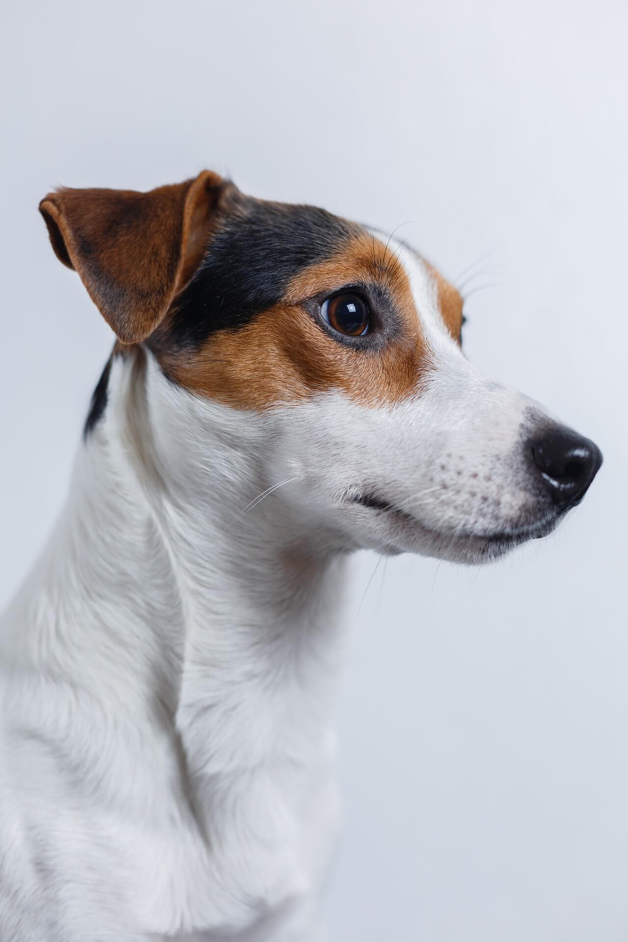 Τζακ Ράσελ Τεριέ – Jack Russell Terrier