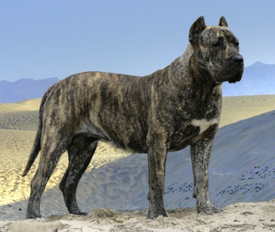 Πρέσα Κανάριο – Perro de Presa Canario